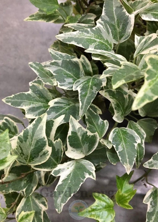 Bahçevilya Alacalı Orman Sarmaşığı fidanı [tüplü] 1 - 2 yaş arası - Bahçevilya