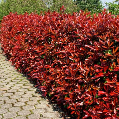 Bahçevilya Alev Çalısı (Photinia) 10 adet 1 -2 yaş arası Üretim saksısında - Bahçevilya