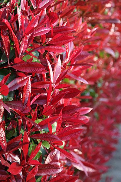 Bahçevilya Alev Çalısı (Photinia) 10 adet 1 -2 yaş arası Üretim saksısında - Bahçevilya