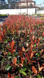 Bahçevilya Alev Çalısı (Photinia) 10 adet 1 -2 yaş arası Üretim saksısında - Bahçevilya
