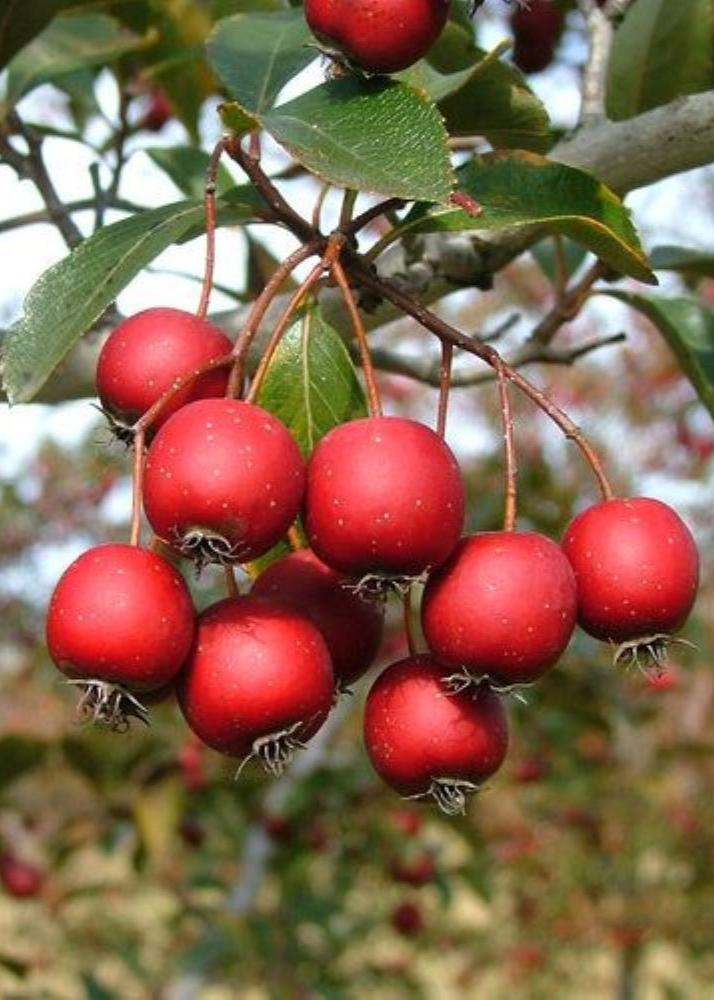 Bahçevilya Alıç Fidanı (Crataegus) 1 - 2 Yaş arası saksılı - Bahçevilya