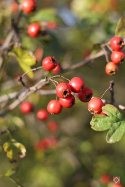Bahçevilya Alıç Fidanı (Crataegus) 1 - 2 Yaş arası saksılı - Bahçevilya