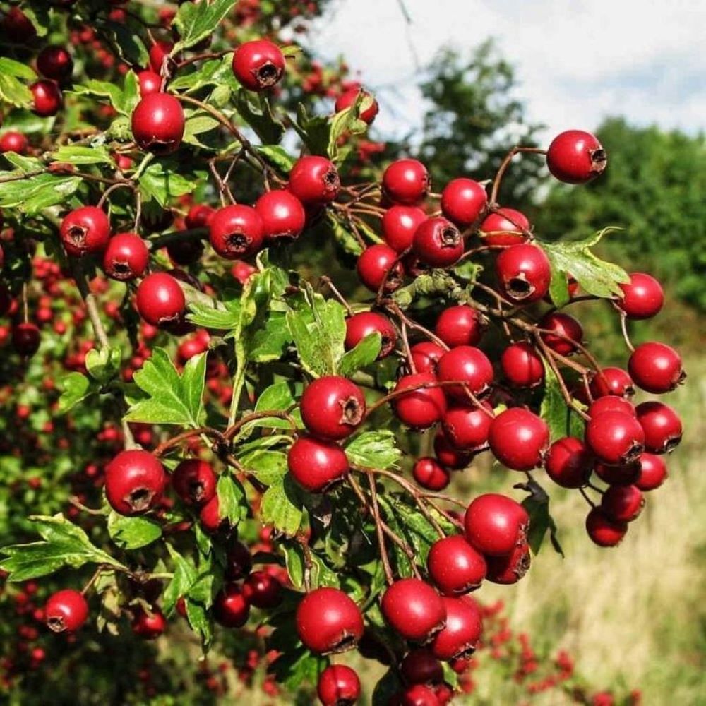 Bahçevilya Alıç Fidanı (Crataegus) 1 - 2 Yaş arası saksılı - Bahçevilya