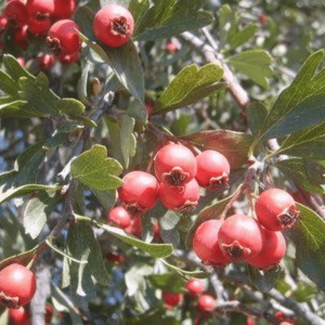 Bahçevilya Alıç Fidanı (Crataegus) 1 - 2 Yaş arası saksılı - Bahçevilya