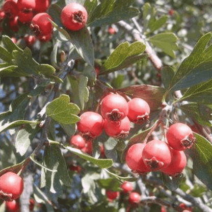 Bahçevilya Alıç Fidanı (Crataegus) 1 - 2 Yaş arası saksılı - Bahçevilya