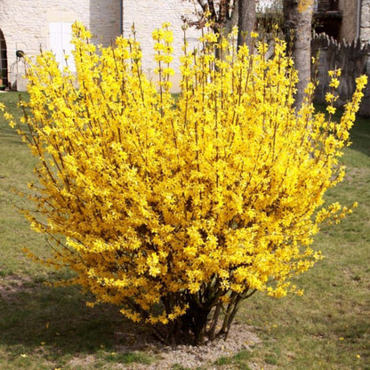 Bahçevilya Altınçanak [Forsythia intermedia] Fidanı tüplü 1 - 2 yaş arası 2 adet - Bahçevilya