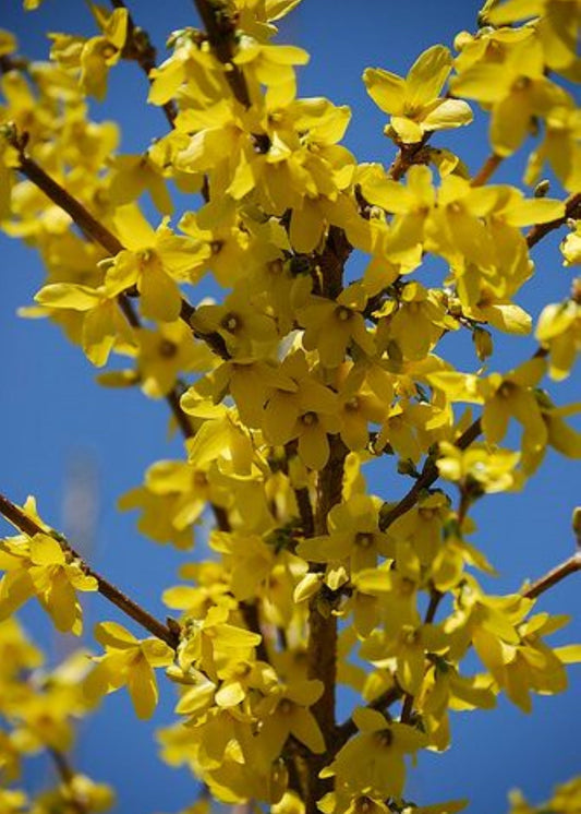 Bahçevilya Altınçanak [Forsythia intermedia] Fidanı tüplü 1 - 2 yaş arası 2 adet - Bahçevilya