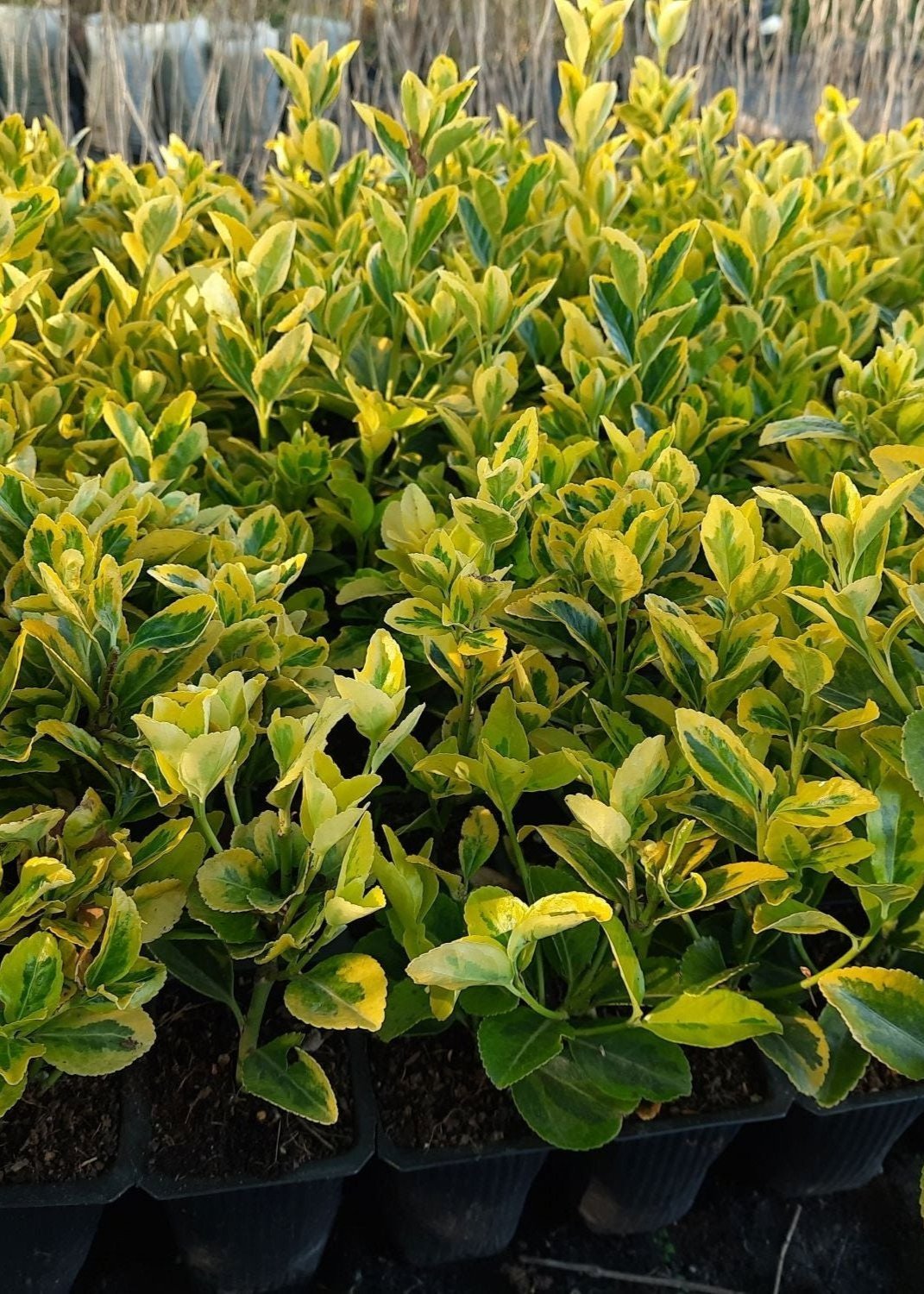 Bahçevilya Altuni Gold Taflan (Euonymus japonicus 'Aureo) Fidanı 10 Adet 1 - 2 yaş arası tüplü - Bahçevilya