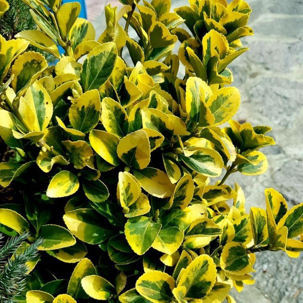 Bahçevilya Altuni Gold Taflan (Euonymus japonicus 'Aureo) Fidanı Üretim saksısında 10 Adet 1-2 yaş arası - Bahçevilya