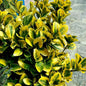 Bahçevilya Altuni Gold Taflan (Euonymus japonicus 'Aureo) Fidanı Üretim saksısında 10 Adet 1-2 yaş arası - Bahçevilya
