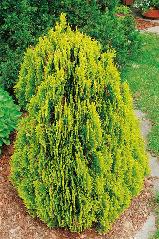 Bahçevilya Altuni Top Mazı fidanı 1 - 2 yaş arası tüplü - Bahçevilya