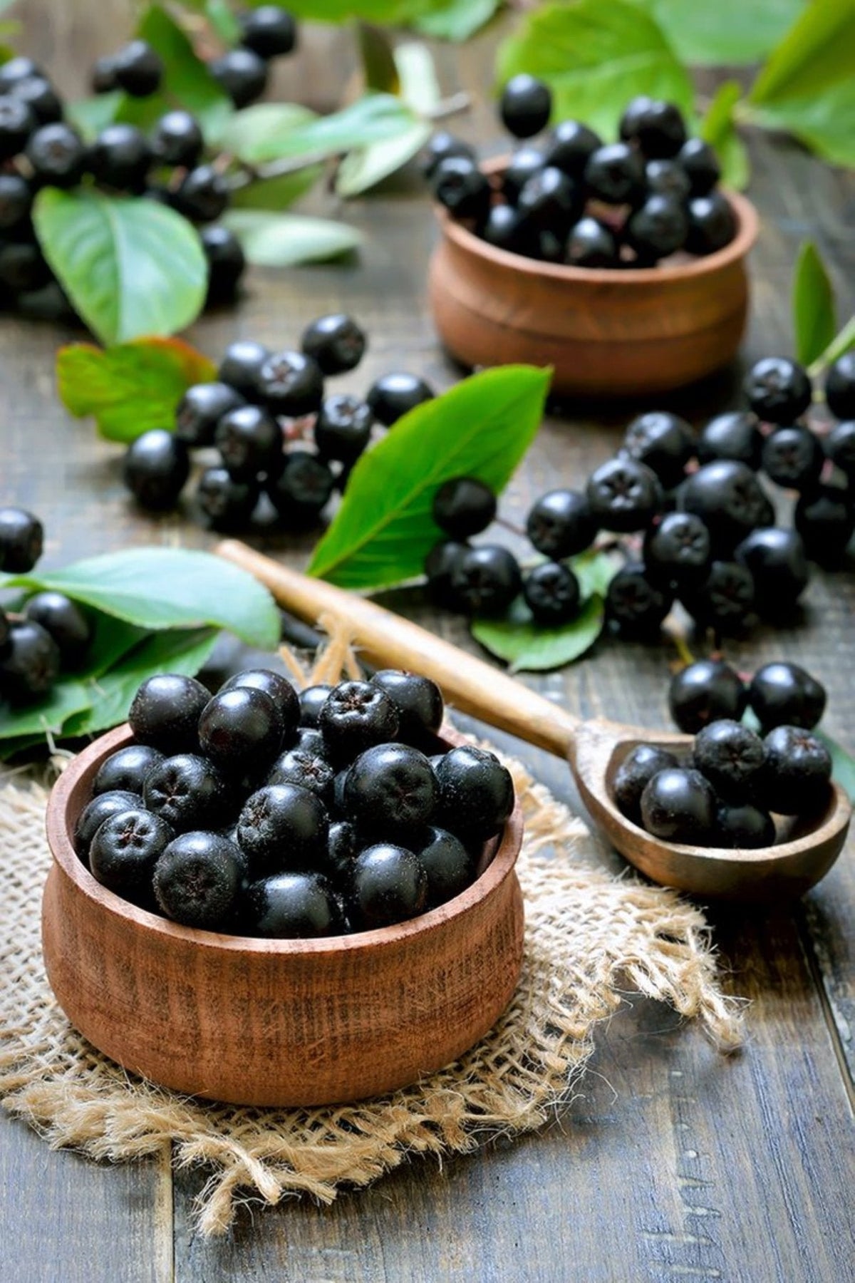 Bahçevilya Aronya (Aronia melanocarpa) Fidanı 1-2 yaş arası saksılı - Bahçevilya