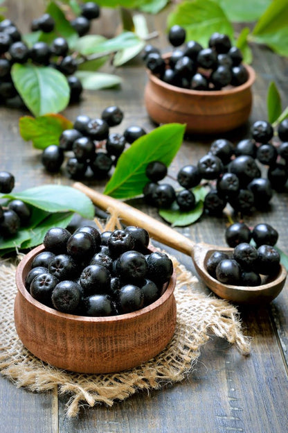 Bahçevilya Aronya (Aronia melanocarpa) Fidanı 1 - 2 yaş arası saksılı - Bahçevilya