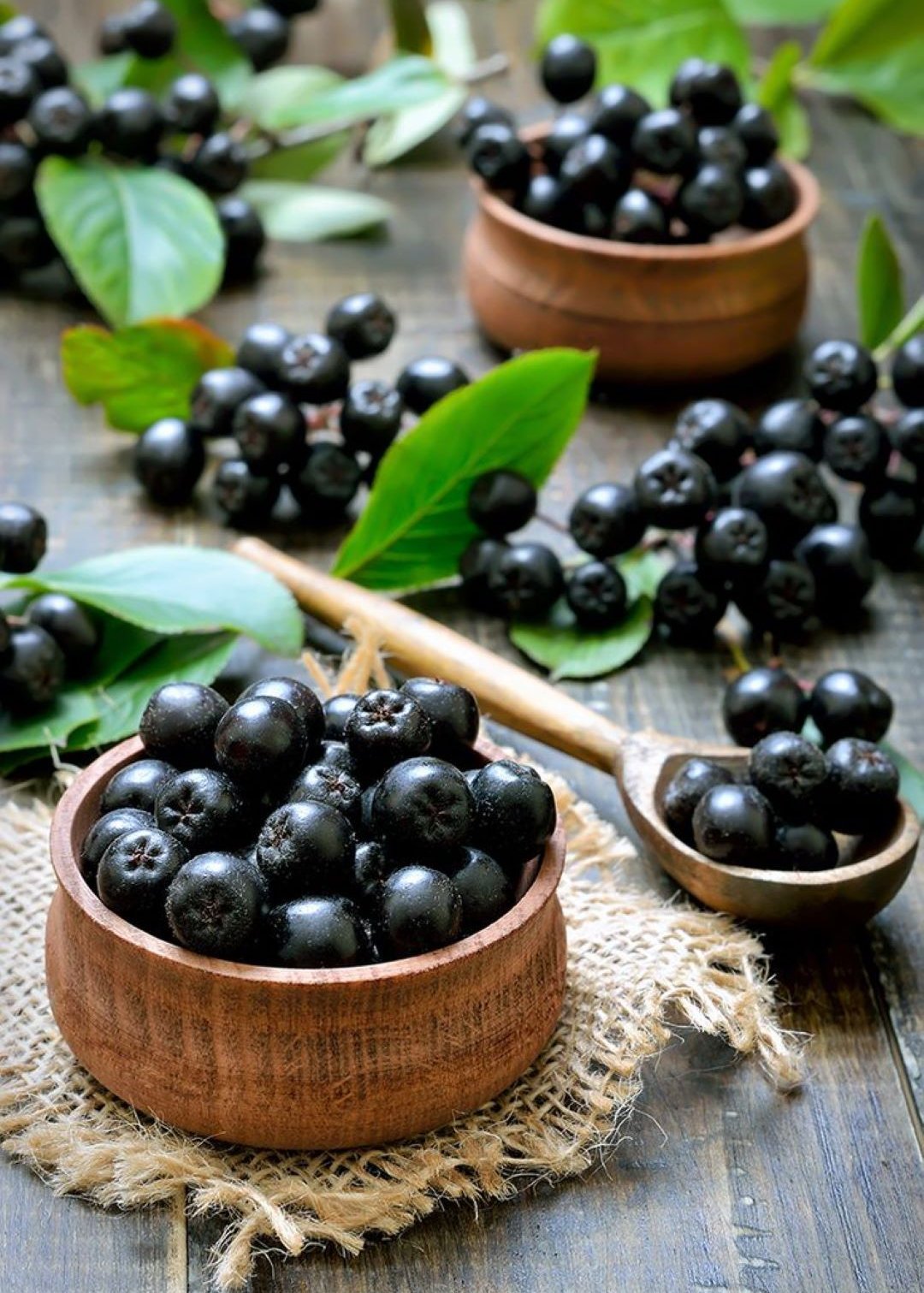 Bahçevilya Aronya (Aronia melanocarpa) Fidanı 1 - 2 yaş arası saksılı - Bahçevilya