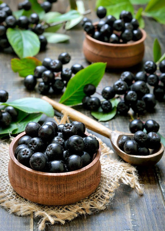 Bahçevilya Aronya (Aronia melanocarpa) Fidanı 1 - 2 yaş arası saksılı - Bahçevilya