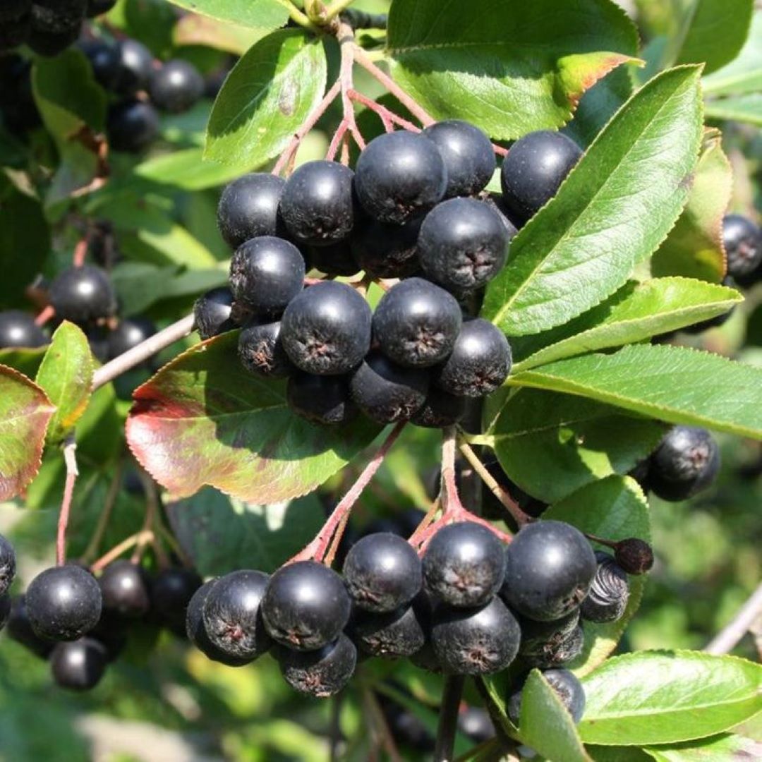 Bahçevilya Aronya (Aronia melanocarpa) Fidanı 1 - 2 yaş arası saksılı - Bahçevilya