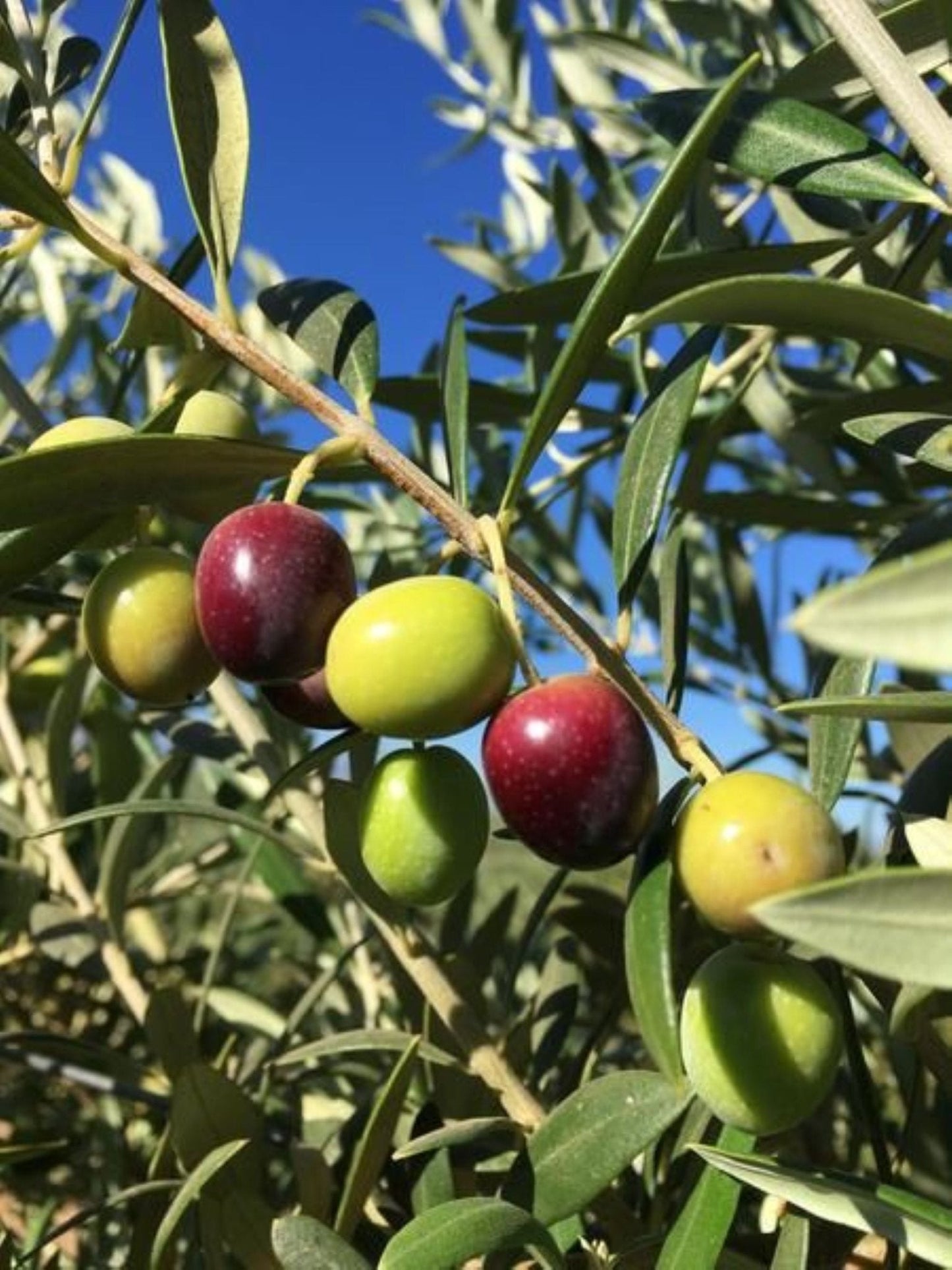 Bahçevilya Aşılı Arbequına Zeytin Fidanı 2 yaşında 20 - 50 cm tüplü - Bahçevilya