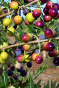 Bahçevilya Aşılı Arbequına Zeytin Fidanı 2 yaşında 20 - 50 cm tüplü - Bahçevilya