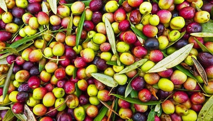 Bahçevilya Aşılı Arbequına Zeytin Fidanı 2 yaşında 20 - 50 cm tüplü - Bahçevilya