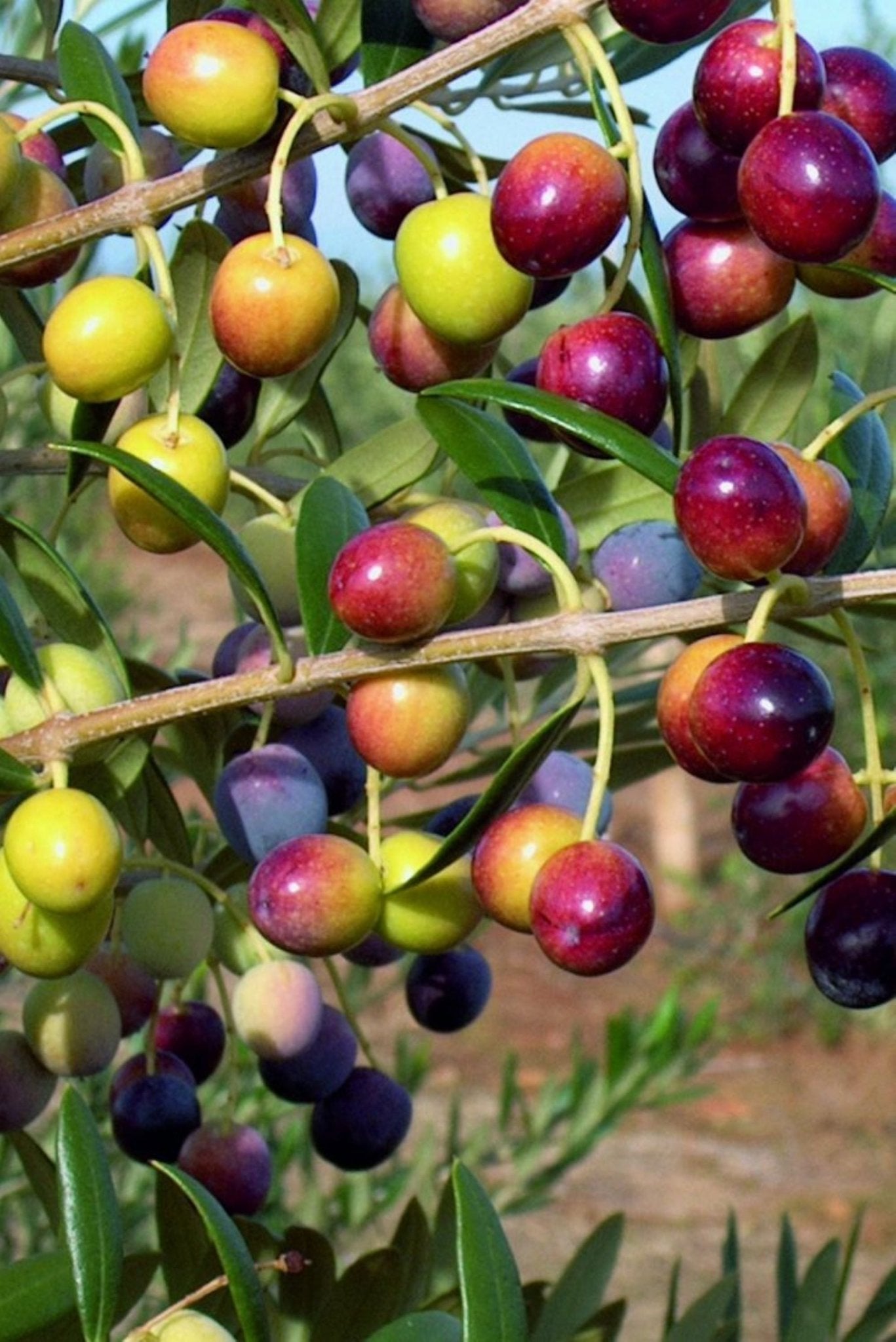 Bahçevilya Aşılı Arbequına Zeytin Fidanı 2 yaşında 20 - 50 cm tüplü - Bahçevilya