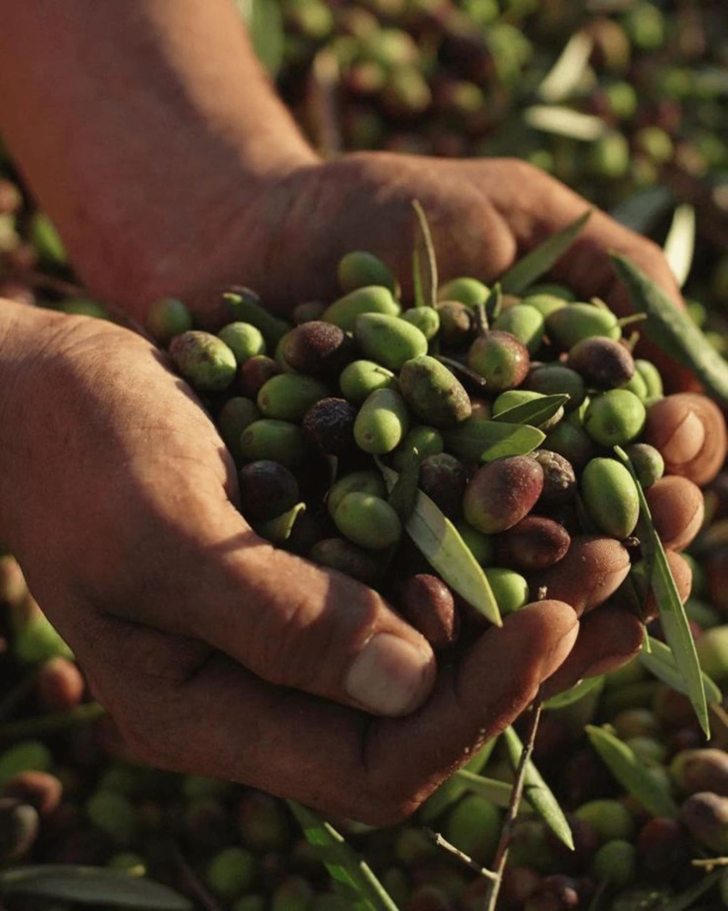 Bahçevilya Aşılı Arbequına Zeytin Fidanı 2 yaşında 20 - 50 cm tüplü - Bahçevilya