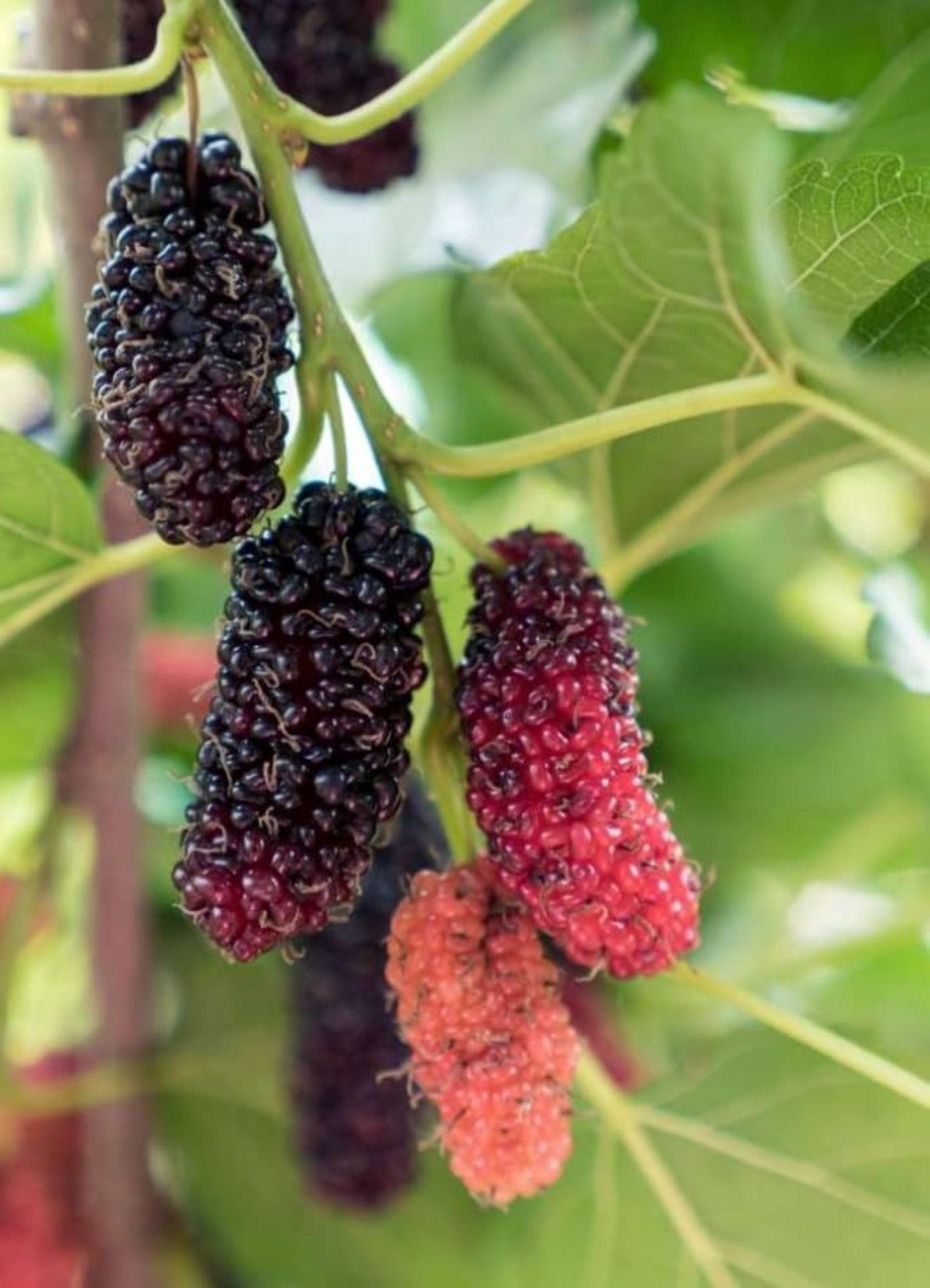 Bahçevilya Aşılı Karadut fidanı 2 yaşında tüplü 80 cm üzeri saksılı - Bahçevilya