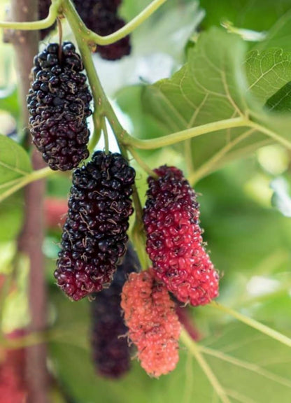 Bahçevilya Aşılı Karadut fidanı 2 yaşında tüplü 80 cm üzeri saksılı - Bahçevilya