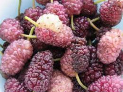 Bahçevilya Aşılı Pembe dut Fidanı 80 cm üzeri 2 yaşında tüplü - Bahçevilya