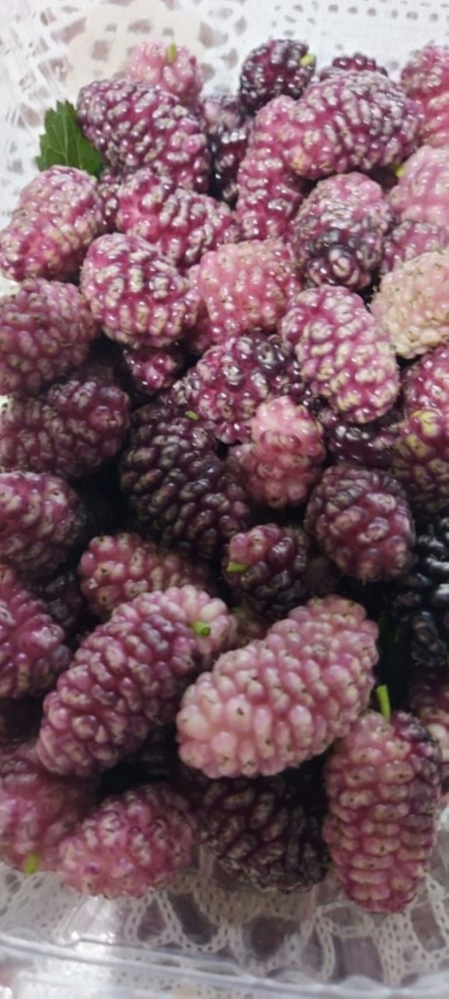 Bahçevilya Aşılı Pembe dut Fidanı 80 cm üzeri 2 yaşında tüplü - Bahçevilya