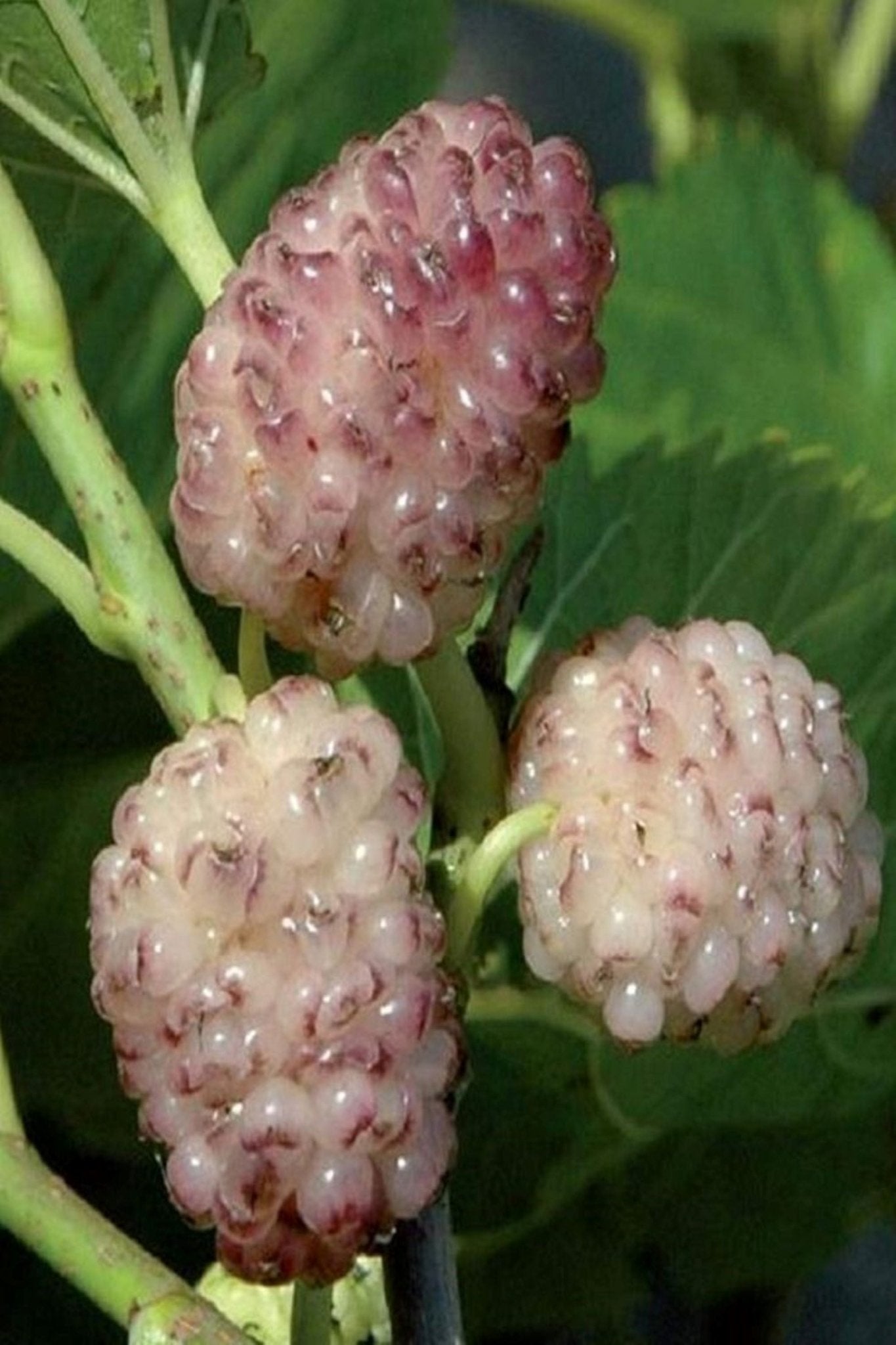 Bahçevilya Aşılı Pembe dut Fidanı 80 cm üzeri 2 yaşında tüplü - Bahçevilya