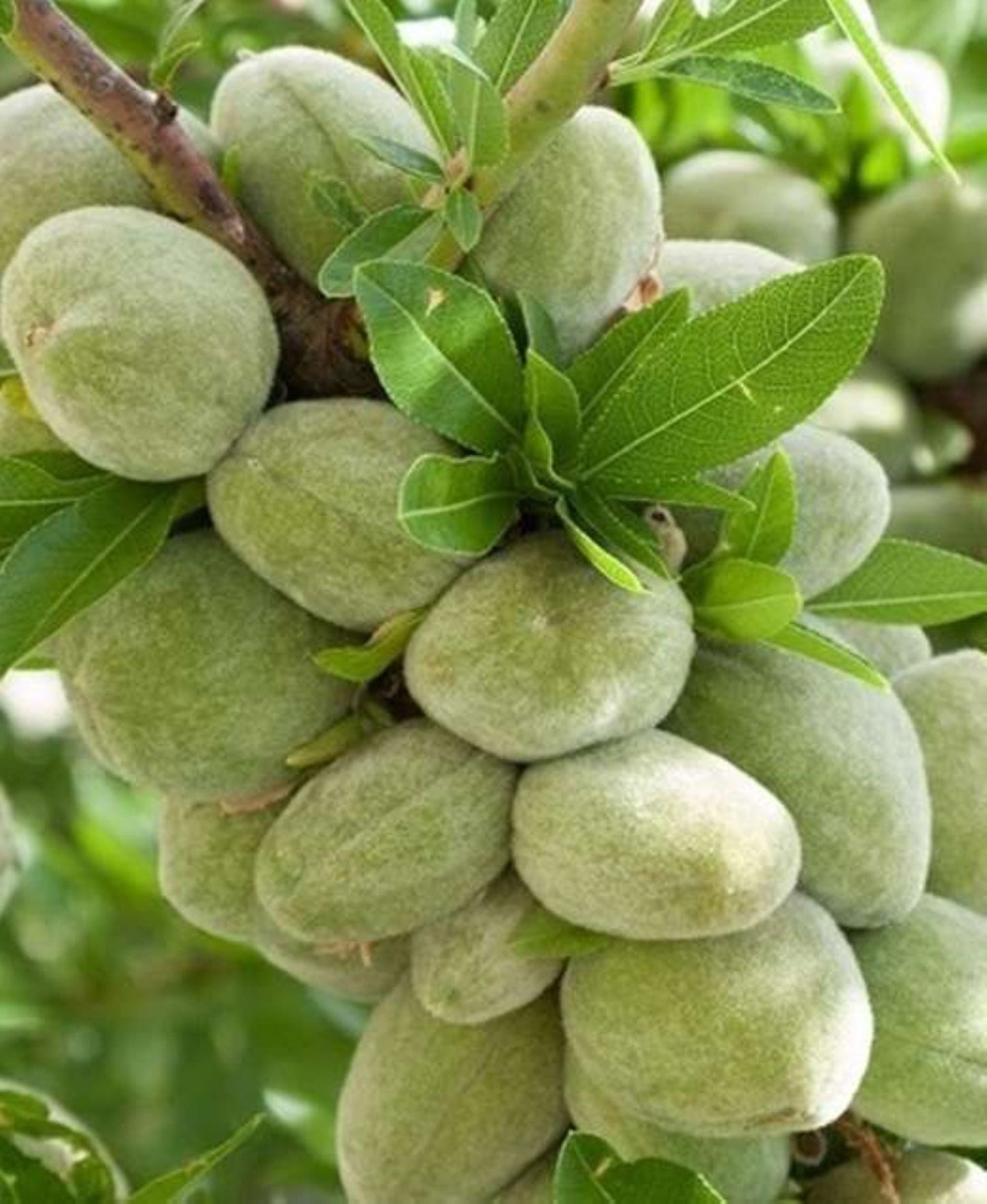 Bahçevilya Aşılı Penta Badem Fidanı 80 cm üzeri saksılı - Bahçevilya