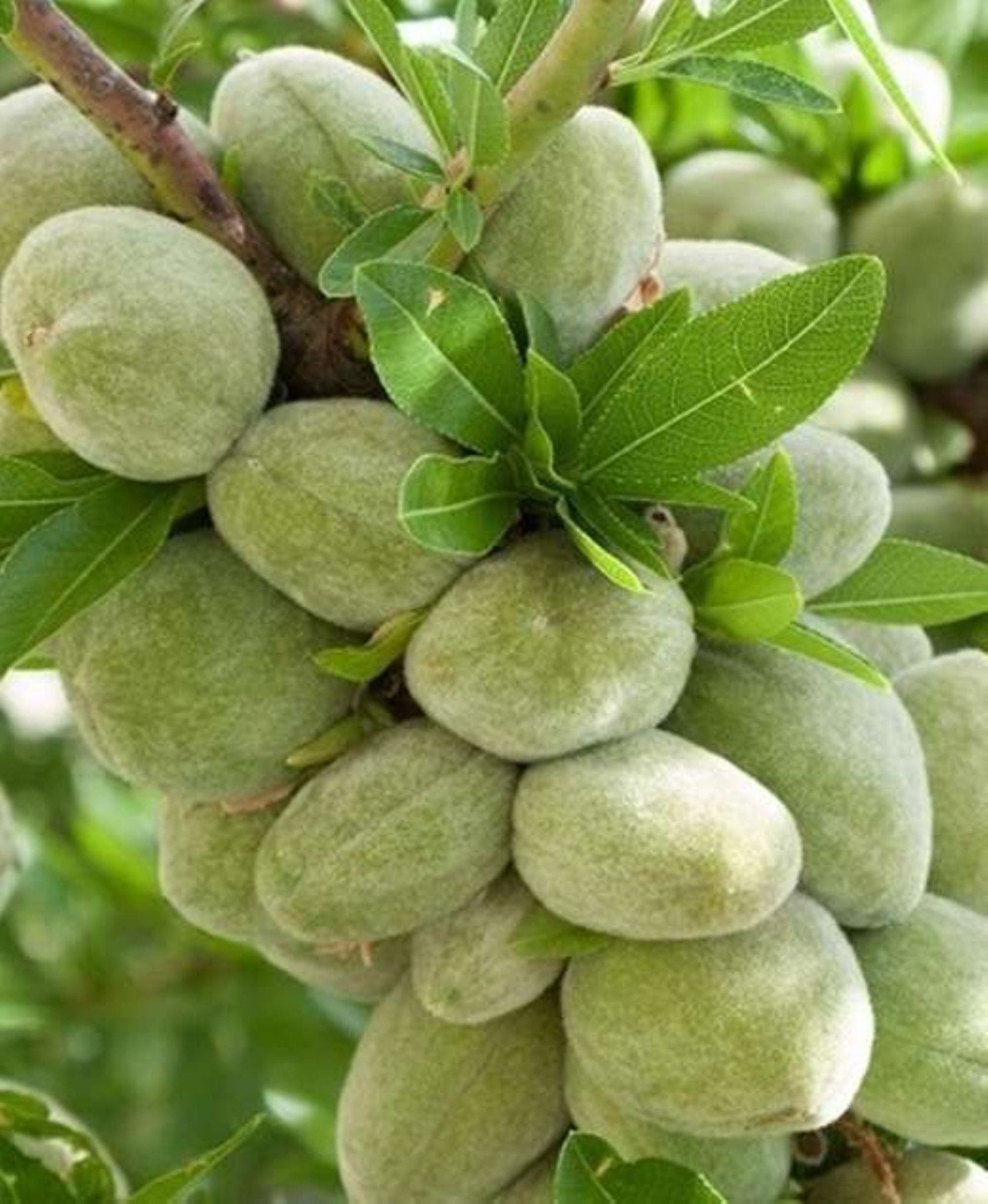 Bahçevilya Aşılı Penta Badem Fidanı 80 cm üzeri saksılı - Bahçevilya