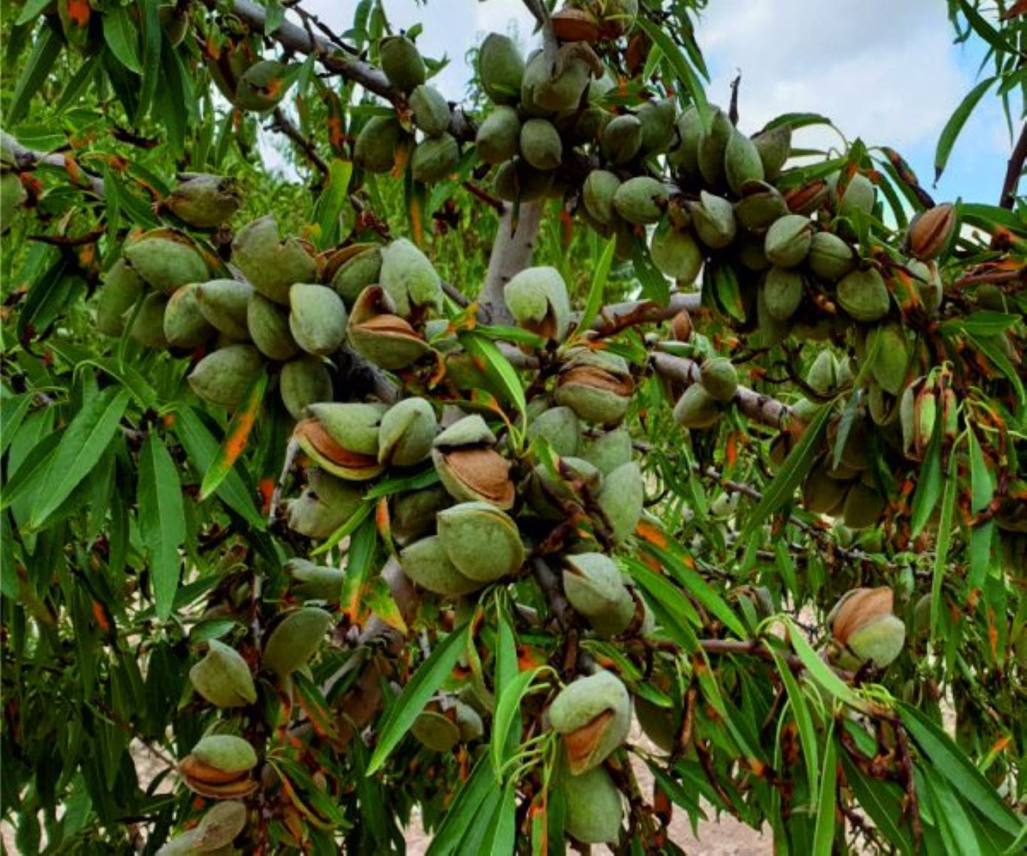 Bahçevilya Aşılı Penta Badem Fidanı 80 cm üzeri saksılı - Bahçevilya