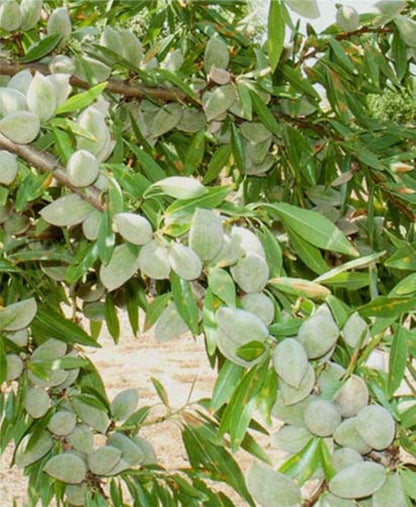 Bahçevilya Aşılı Penta Badem Fidanı 80 cm üzeri saksılı - Bahçevilya