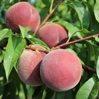 Bahçevilya Aşılı Şeftali fidanı 2 yaşında saksılı ve 80 cm üzeri - Bahçevilya