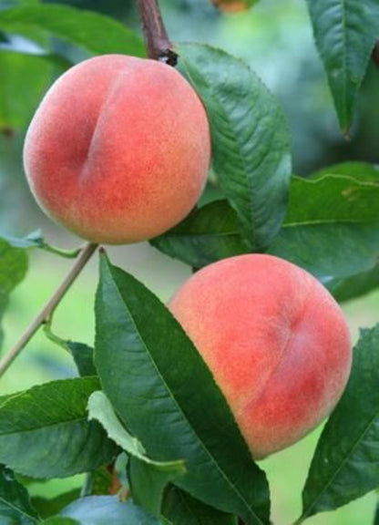 Bahçevilya Aşılı Şeftali fidanı 2 yaşında saksılı ve 80 cm üzeri - Bahçevilya