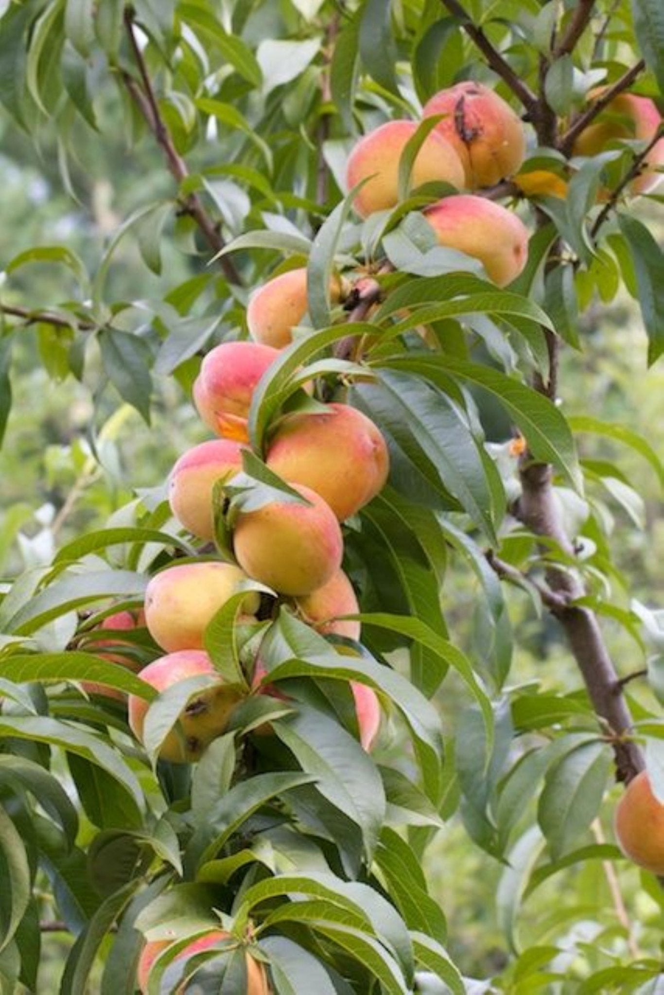 Bahçevilya Aşılı Şeftali fidanı 2 yaşında saksılı ve 80 cm üzeri - Bahçevilya