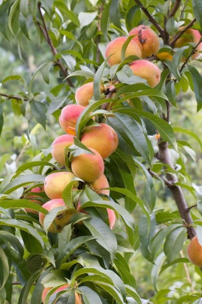 Bahçevilya Aşılı Şeftali fidanı 2 yaşında saksılı ve 80 cm üzeri - Bahçevilya