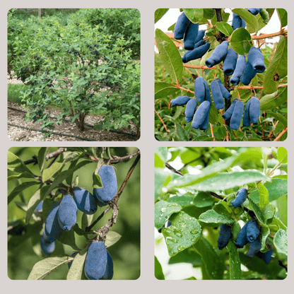 Bahçevilya Balyemiş meyve Fidanı 1 - 2 yaş arası saksılı - Bahçevilya