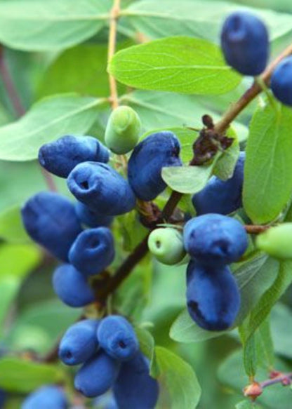 Bahçevilya Balyemiş meyve Fidanı 1 - 2 yaş arası saksılı - Bahçevilya