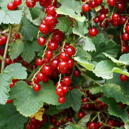 Bahçevilya Bektaşi Üzümü Fidanı 1 - 2 Yaş Arası saksılı - Bahçevilya