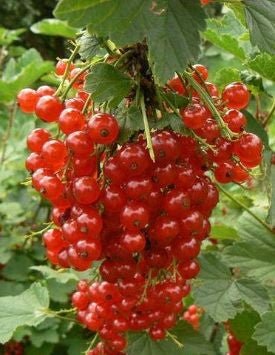 Bahçevilya Bektaşi Üzümü Fidanı 1 - 2 Yaş Arası saksılı - Bahçevilya