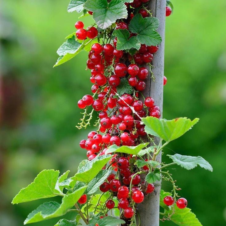 Bahçevilya Bektaşi Üzümü Fidanı 1 - 2 Yaş Arası saksılı - Bahçevilya
