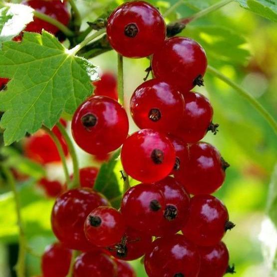 Bahçevilya Bektaşi Üzümü Fidanı 1 - 2 Yaş Arası saksılı - Bahçevilya