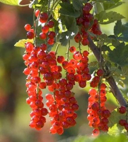 Bahçevilya Bektaşi Üzümü Fidanı 1 - 2 Yaş Arası saksılı - Bahçevilya