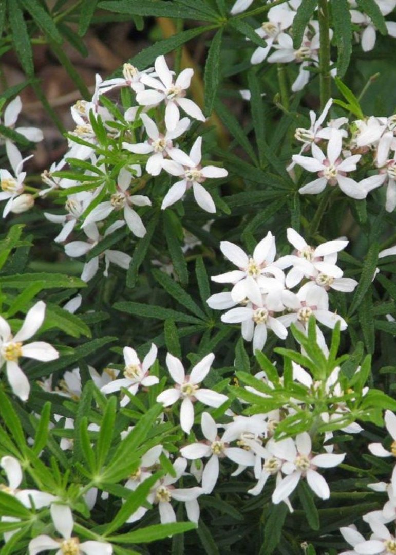 Bahçevilya Beyaz Çiçekli ve Kokulu Arap Yasemini Fidanı - 1 - 2 Yaş saksılı - Bahçevilya