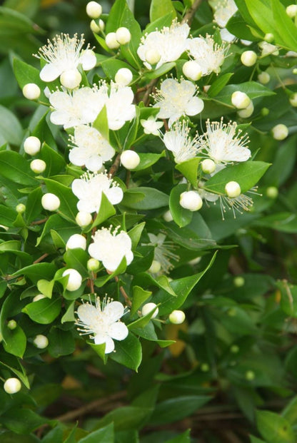Bahçevilya Beyaz Mersin (MYRTUS COMMUNİS) Meyve Fidanı 1 - 2 yaş arası saksılı - Bahçevilya
