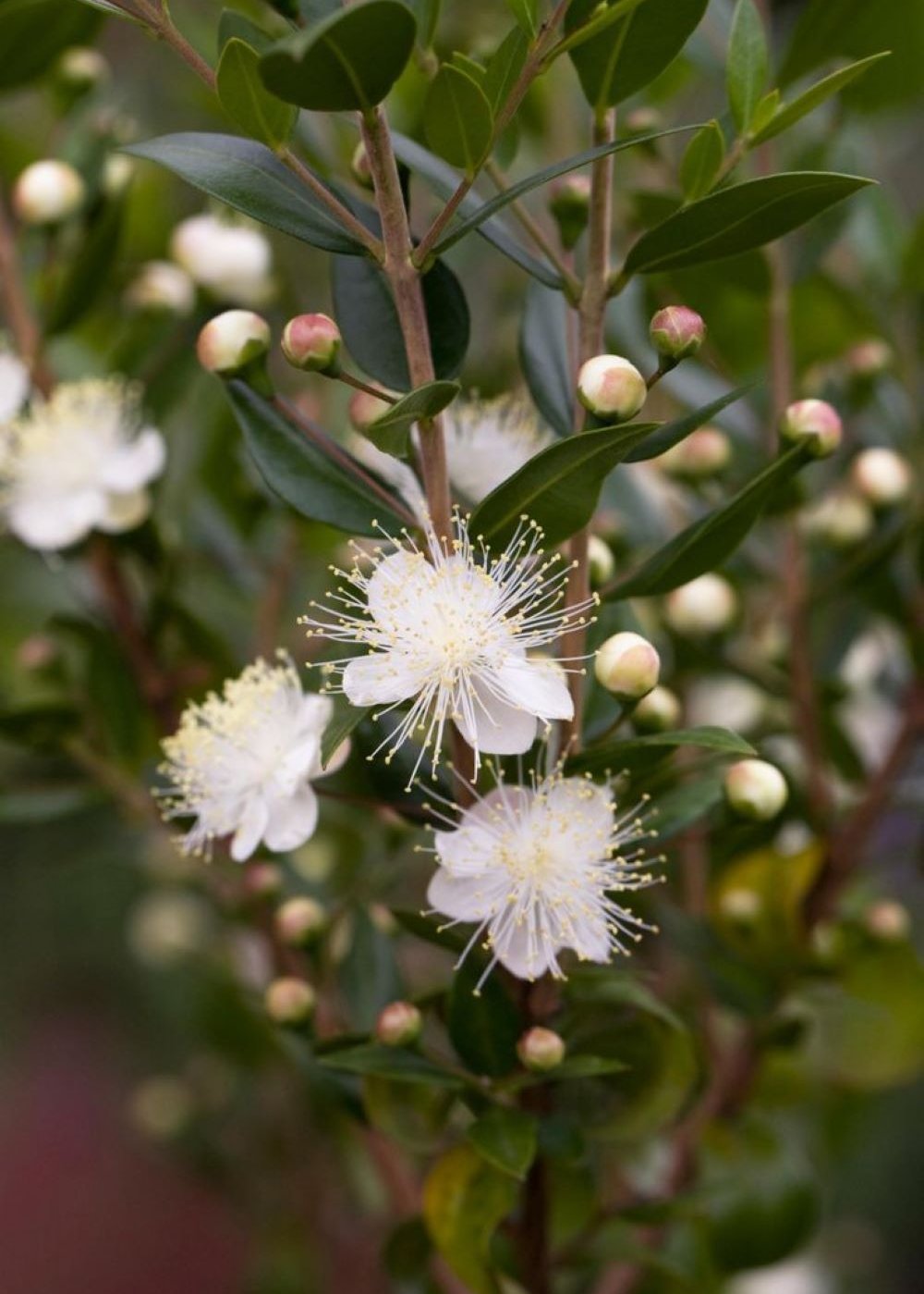 Bahçevilya Beyaz Mersin (MYRTUS COMMUNİS) Meyve Fidanı 1 - 2 yaş arası saksılı - Bahçevilya