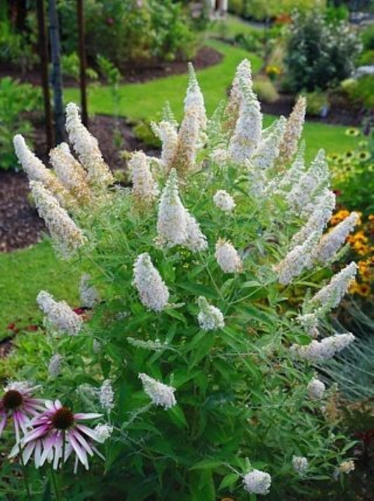 Bahçevilya Beyaz renkli Kelebek Çalısı fidanı 1 - 2 yaş arası saksılı - Bahçevilya