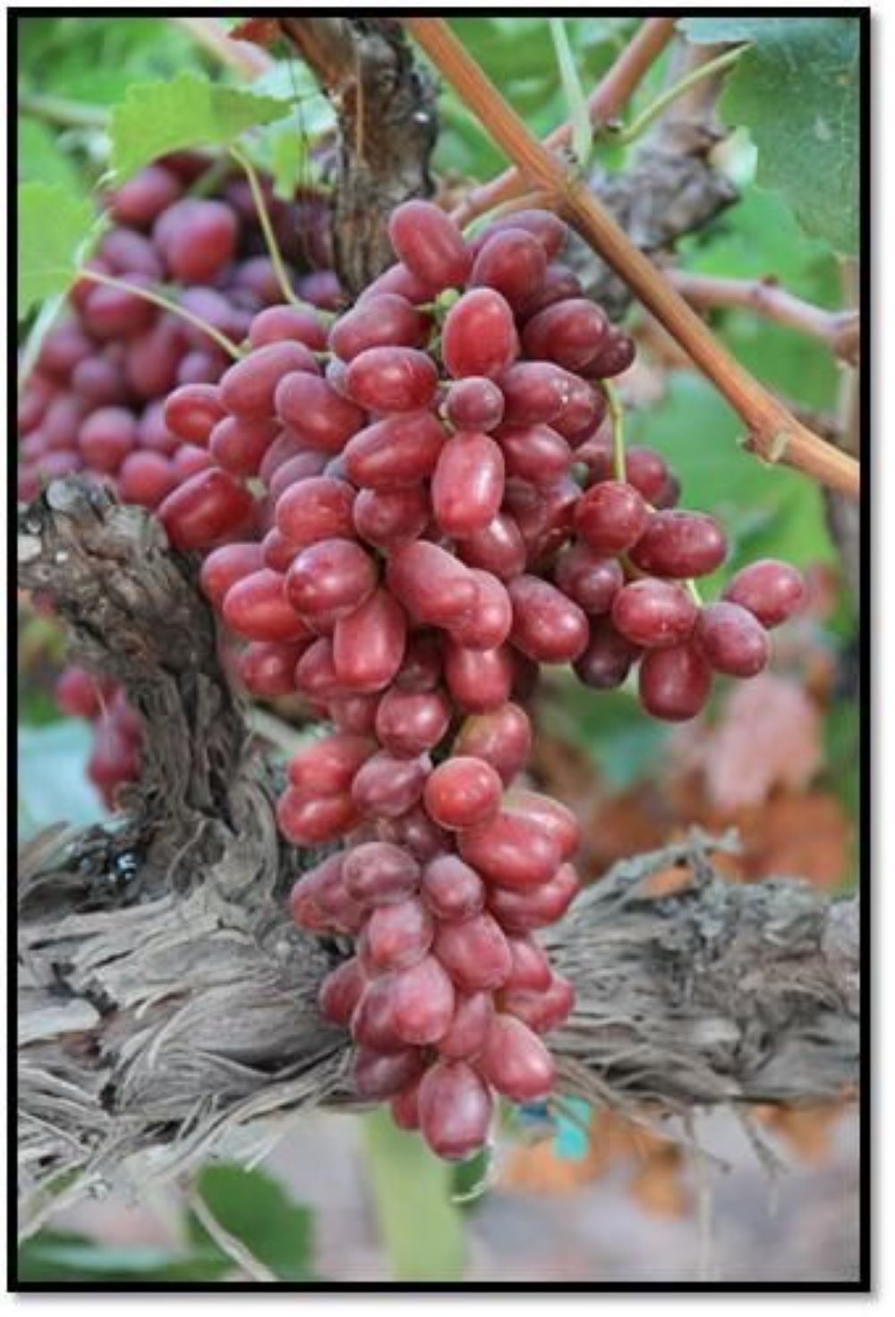 Bahçevilya Black Finger Kırmızı Siyah Üzümü 1 - 2 Yaş Arası Tüplü - Bahçevilya